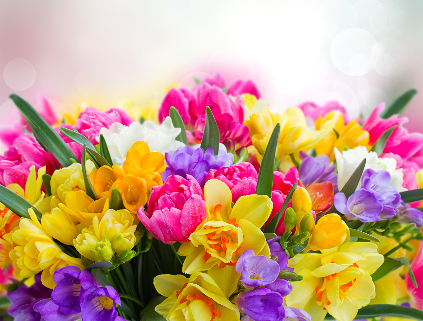 Freesia_Daffodils_Tulips_488032