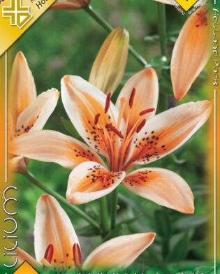 Lilium Asiatic Orange Electric / Liliom ázsiai hibrid