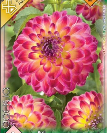 Dahlia Ball Hapet Daydream / Dália