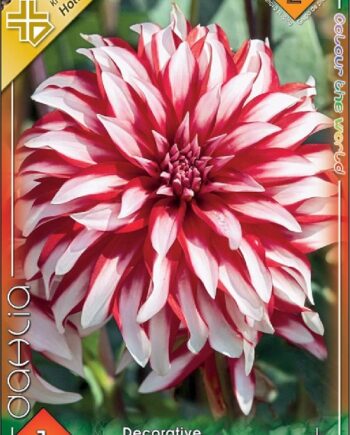 Dahlia Decorative Santa Claus / Dália