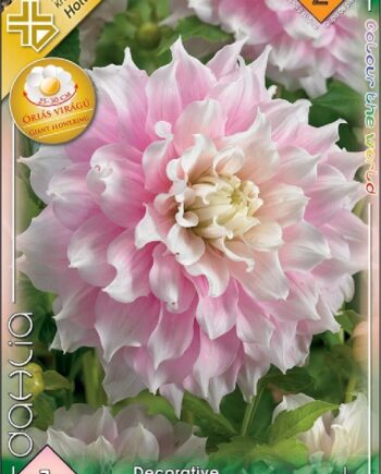 Dahlia Decorative Gitts Perfection / Dália