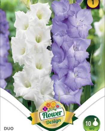 Gladiolus Blue-White duo / Kardvirág Kék-Fehér duo 10 db