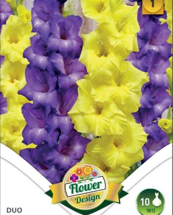 Gladiolus Blue-Yellow duo / Kardvirág Kék-Sárga duo 10 db