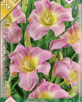 Hemerocallis Catherine Woodbury / Sásliliom