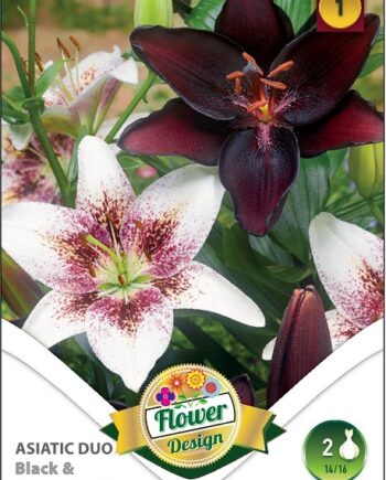 Lilium duo Asiatic Black-Spotted white / Ázsiai liliom duo Fekete-Pettyes fehér 2 db
