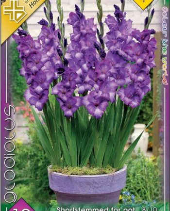 Gladiolus Shortstemmed for pot Purple / Kardvirág 10 db