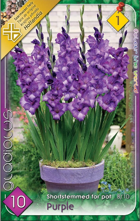 368GladPotPurple.jpg