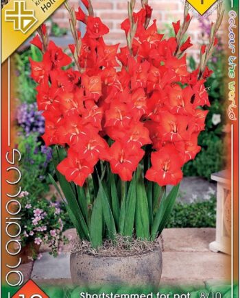 Gladiolus Shortstemmed for pot Red / Kardvirág 10 db