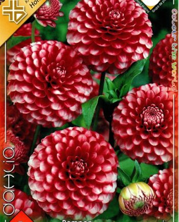 Dahlia Pompon Little Williem/1