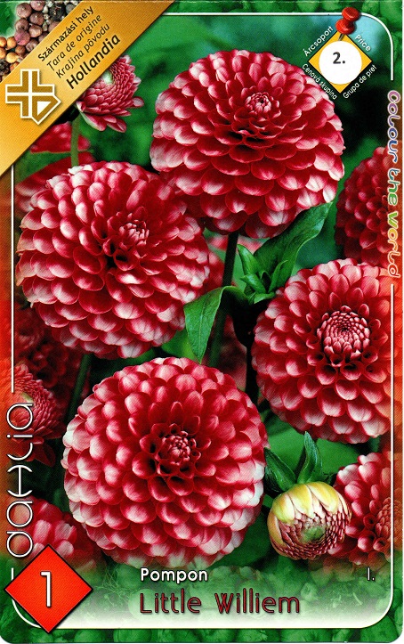 DahliaLittleWilliem-002.jpg