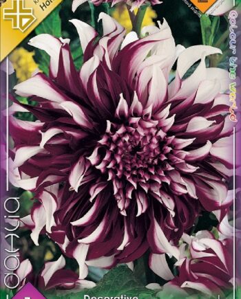 Dahlia Decorative Tartan