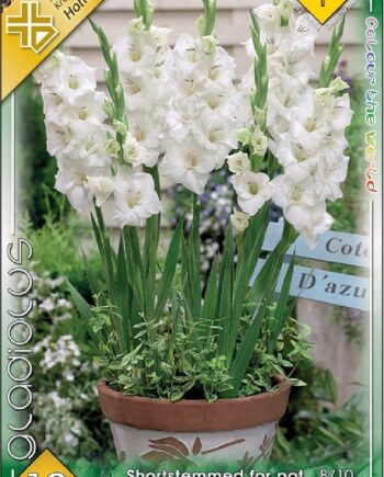 Gladiolus Shortstemmed for pot White / Kardvirág 10 db