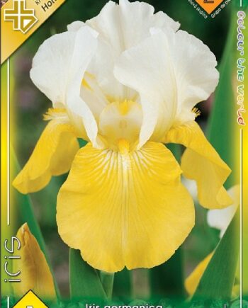 Iris germanica White-Yellow / Nőszirom fehér-sárga 10 db