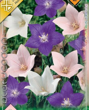 Platycodon mixed / Léggömbvirág 3 db