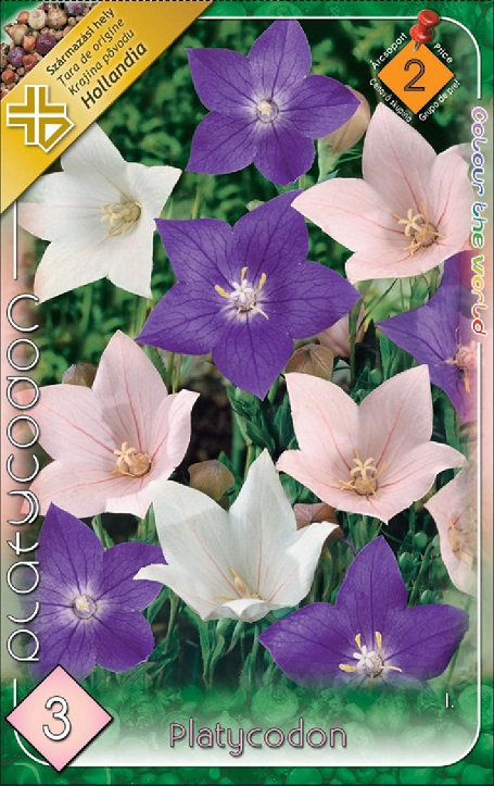 Platycodon.jpg