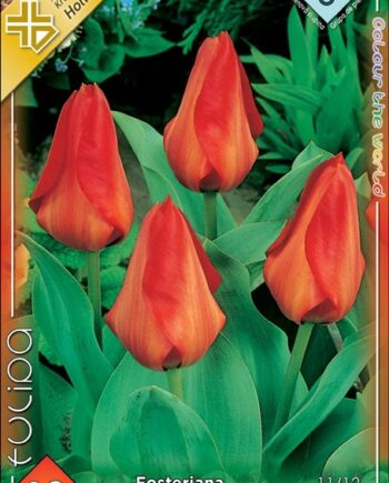 Tulipa Fosteriana Princeps / Princeps tulipán 10 db