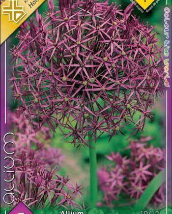 Allium Christophii / Léggömbhagyma 5 db
