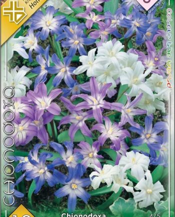 Chionodoxa mixed / Hófény színkeverék 10 db