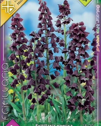 Fritillaria Persica Adyaman / Perzsa kockásliliom 1 db