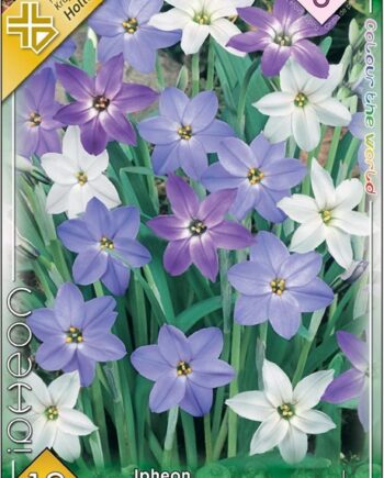 Ipheion mixed / Ibolyás csillaghagyma színkeverék 10 db