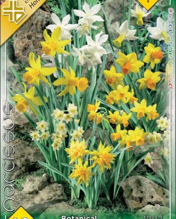 Narcissus Botanical mixed / Nárcisz Törpevirágú mix 10 db