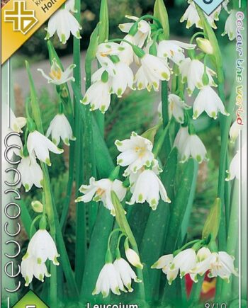 Leucojum aestivum Gravetye Giant 5 db