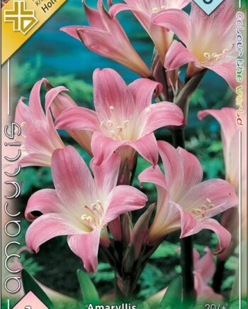 Amaryllis belladonna / Hölgyliliom 1 db