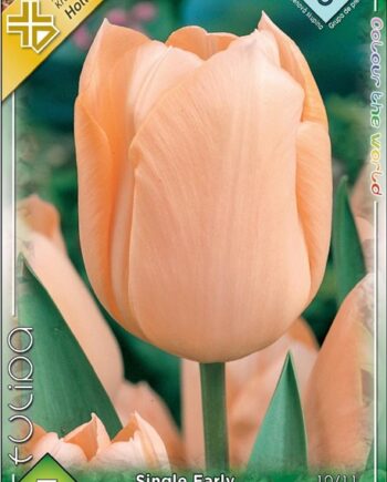 Tulipa Apricot Beauty / Egyszerű virágú korai tulipán 7 db