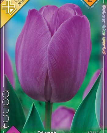Tulipa purple / Tulipán lila 6 db