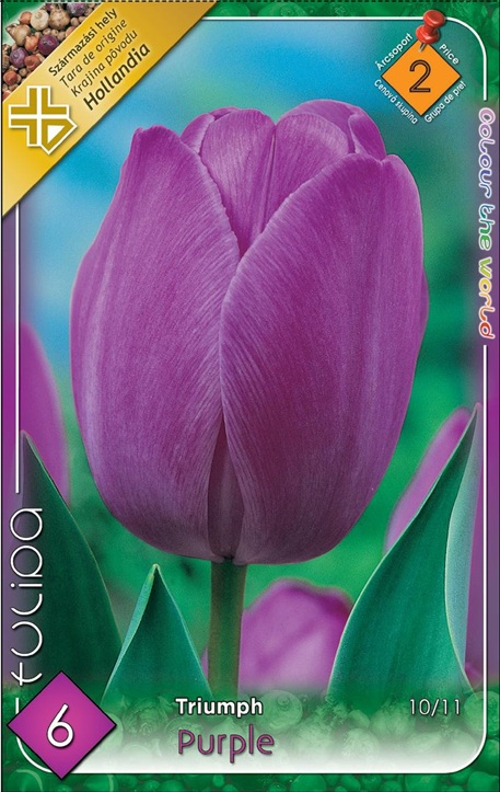 64TulTriumphPurple6-002.jpg