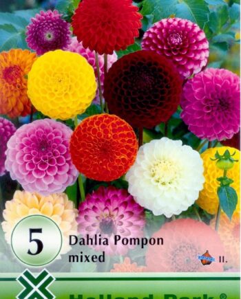 Dahlia Pompon mixed / Dália 5 db