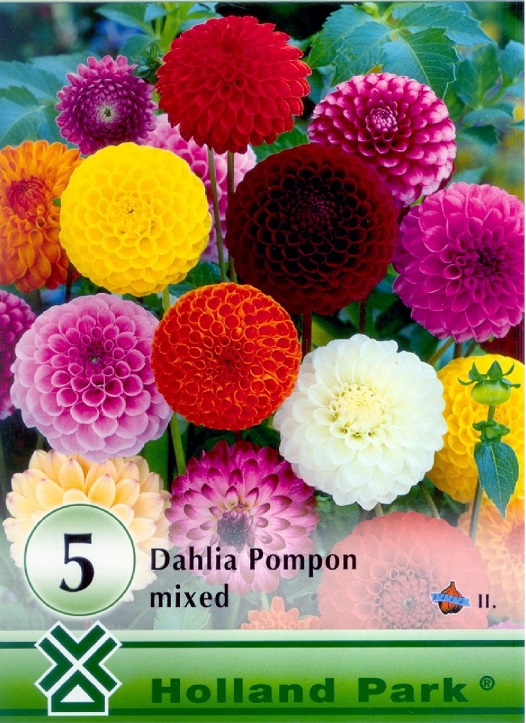 DahliaPompon5.jpg